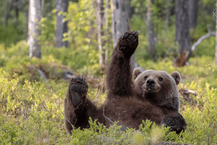 Эй, я здесь, фотографируй меня! (©Dikla Gabriely / Comedy Wildlife Photography Awards 2023)