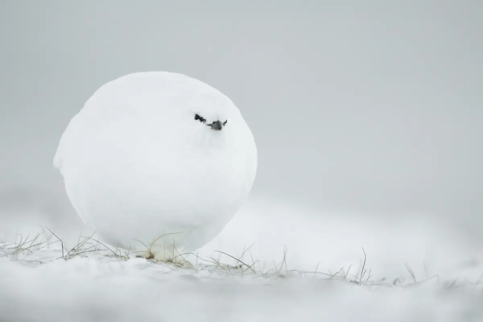 Снежок. (©Jacques Poulard / Comedy Wildlife Photography Awards 2023)