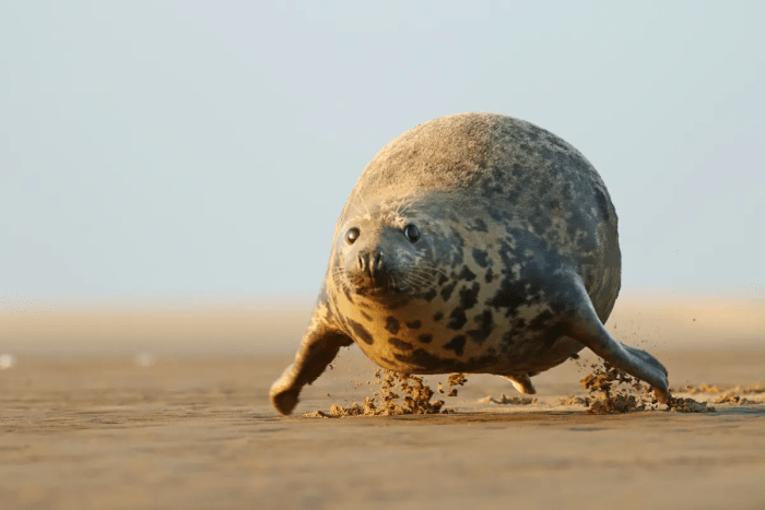 Каждый может летать. (©Adrian Slazok / Comedy Wildlife Photography Awards 2023)