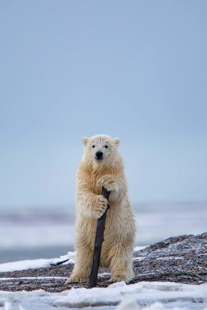 Медведь из Кабаре. (©Khurram Khan / Comedy Wildlife Photography Awards 2023)