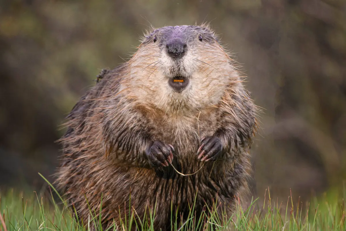 Бобёр с зубной нитью. (©Jorn Vangoidtsenhoven / Comedy Wildlife Photography Awards 2023)