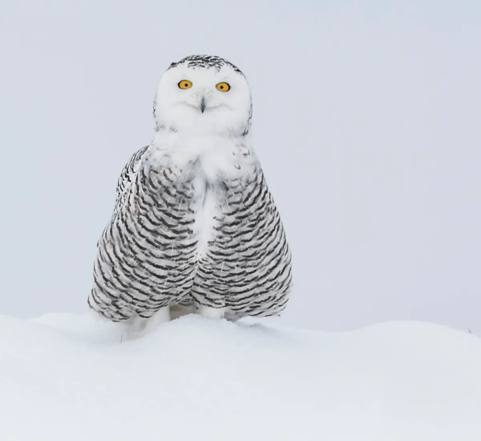 Улыбка Моны Лизы. (©Vince Maidens / Comedy Wildlife Photography Awards 2023)