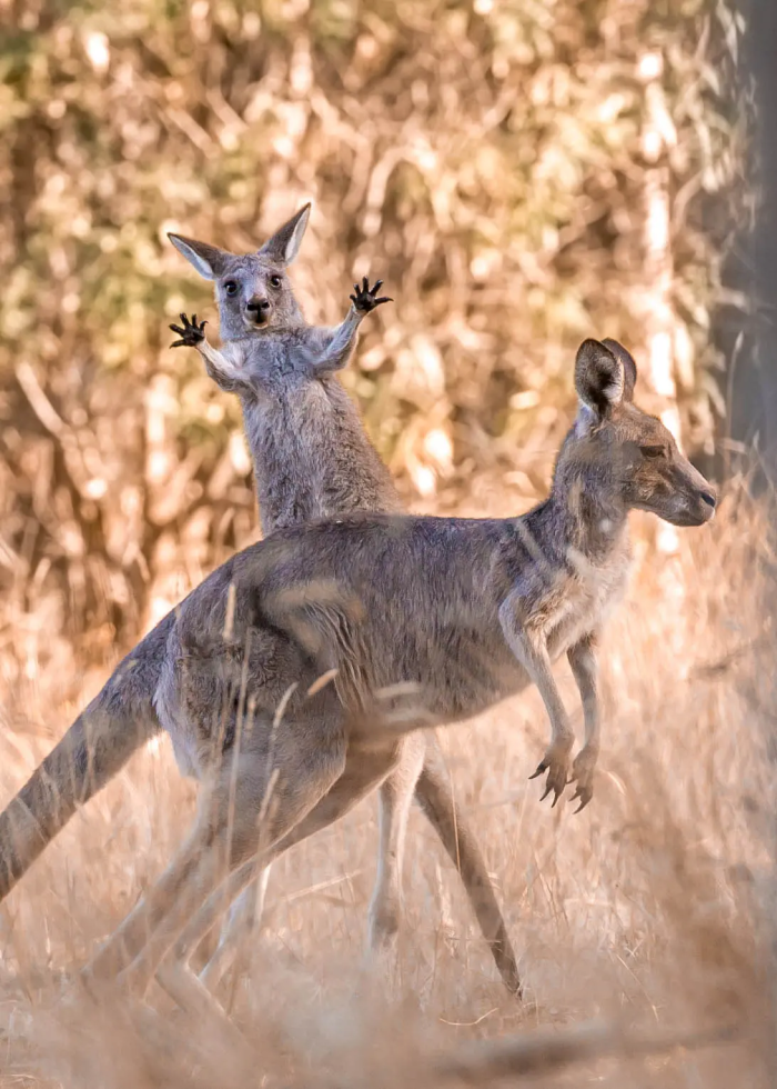 Боинг. (©Lara Mathews / Comedy Wildlife Photography Awards 2023)