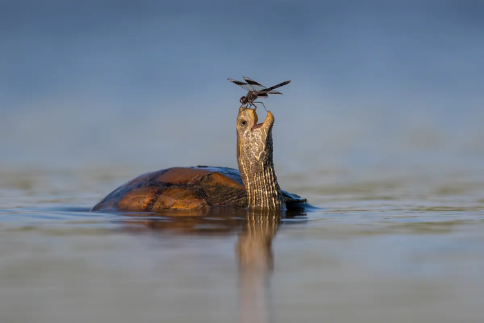 Счастливая черепаха. (©Tzahi Finkelstein / Comedy Wildlife Photography Awards 2023)