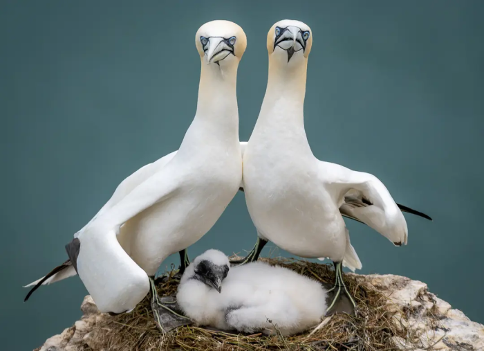 Снимок для семейного альбома. (©Zoe Ashdown / Comedy Wildlife Photography Awards 2023)