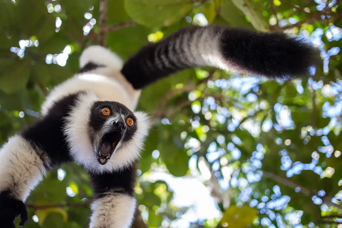 Крик. (©Sergey Savvi / Comedy Wildlife Photography Awards 2023)