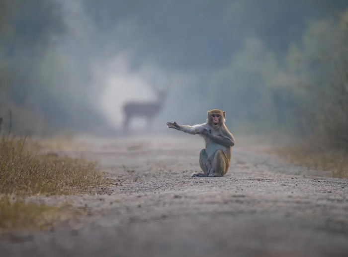 Посмотри направо, приятель. (©Pratick Mondal / Comedy Wildlife Photography Awards 2023)