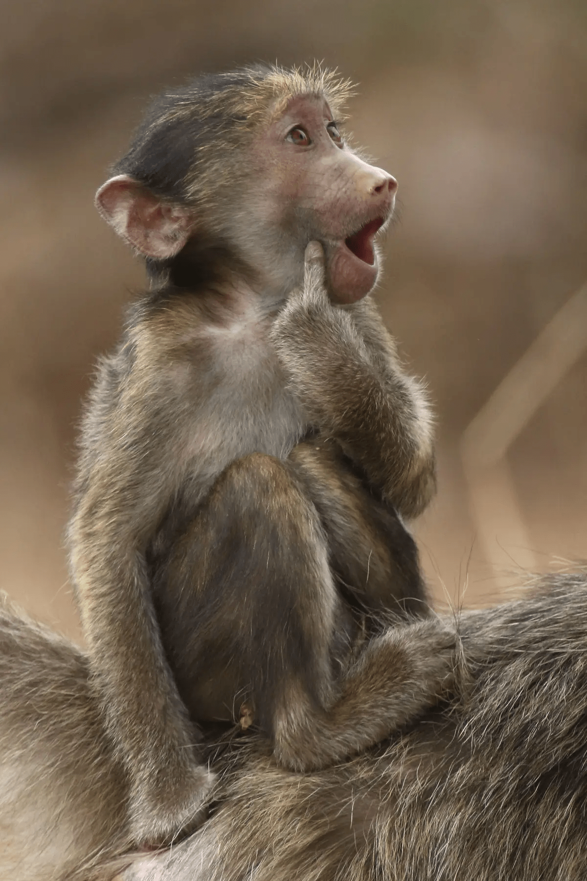 Сюда поцелуй. (©Brigitte Alcalay Macron / Comedy Wildlife Photography Awards 2023)