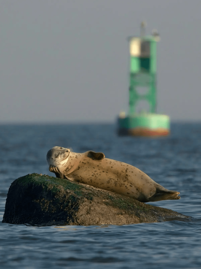 Жить моментом. (©Kawing Chiu / Comedy Wildlife Photography Awards 2023)