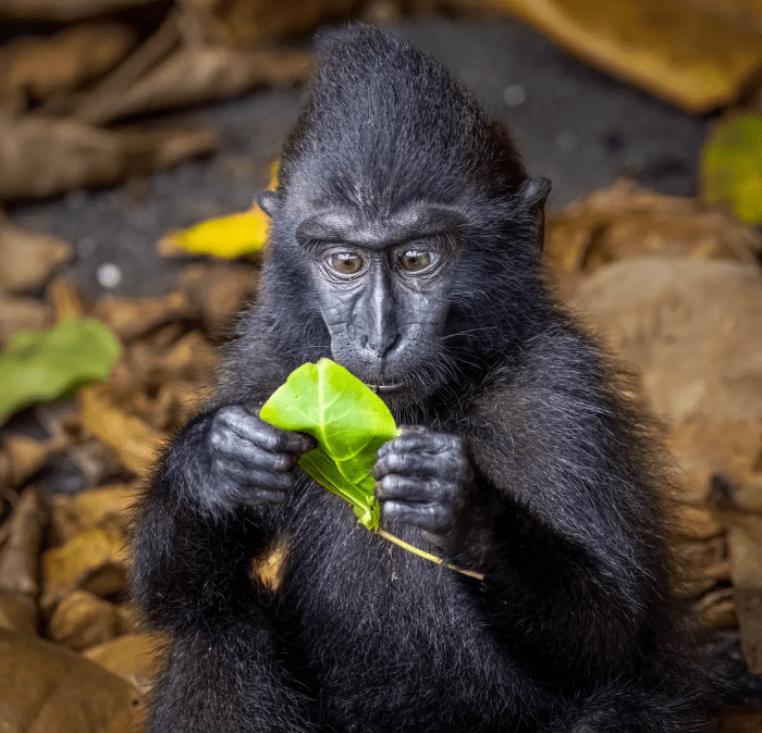 Фейковые новости. (©Matti Rauvala / Comedy Wildlife Photography Awards 2023)