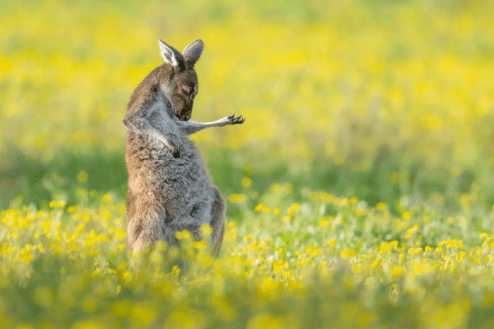 Кенгуру-гитарист. (©Jason Moore / Comedy Wildlife Photography Awards 2023)