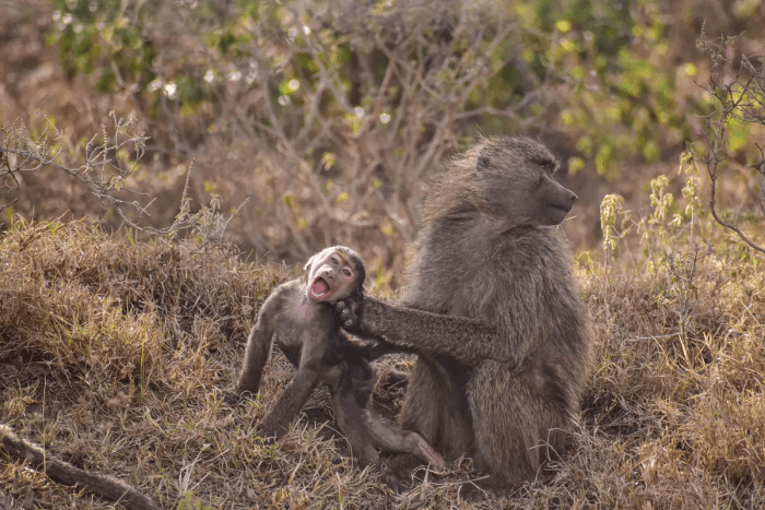 Нахальный бабуин. (©Benard Omwaka / Comedy Wildlife Photography Awards 2023)