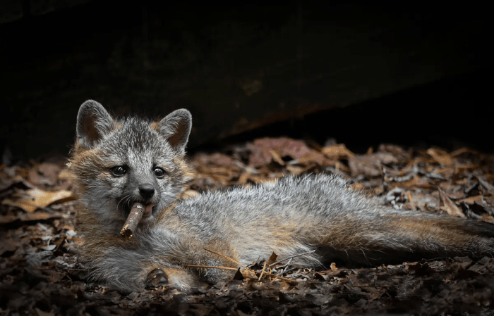 Лисёнок с сигарой. (©Dakota Vaccaro / Comedy Wildlife Photography Awards 2023)
