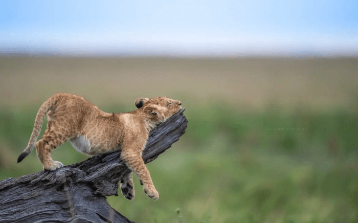 Расслабься. (©Christian Hargasser / Comedy Wildlife Photography Awards 2023)