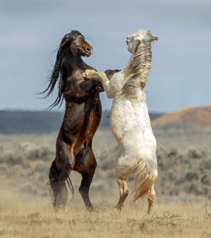 Танго. (©Danny Sullivan / Comedy Wildlife Photography Awards 2023)