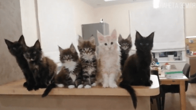 Котятя мейн-куны. (Скриншот / ganjingworld.com)