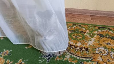 Эксперты помогут разгадать, что ваша кошка хочет вам донести