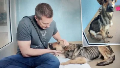 Выздоровление измученной собаки началось с простой похвалы