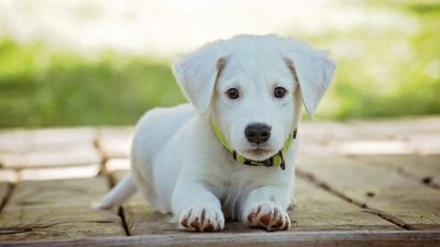 Фото: (pxhere.com/СС0)