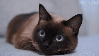 Сиамская кошка. (Скриншот / ganjingworld.com)