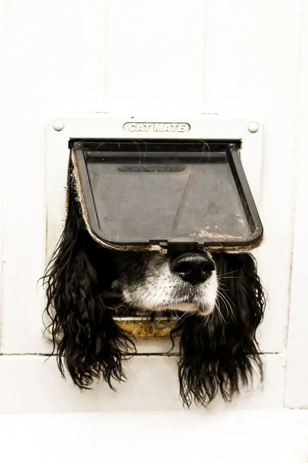 «Не только для кошек» Сары Хаскелл. (© Sarah Haskell/Comedy Pets)