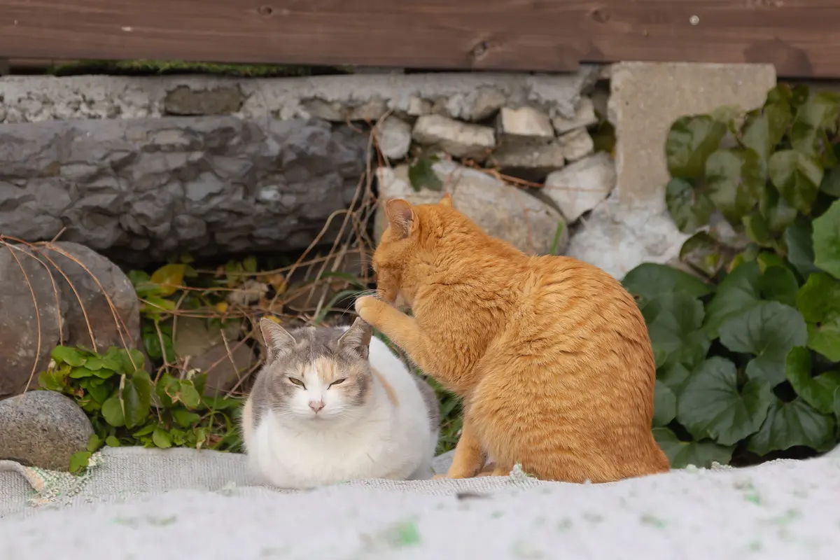 «Вы от меня этого не слышали», автор Кеничи Моринага. (© Kenichi Morinaga/Comedy Pets)