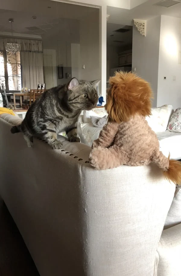 «Кто ты», автор Сильвия Цзян. (© Silvia Jiang/Comedy Pets)