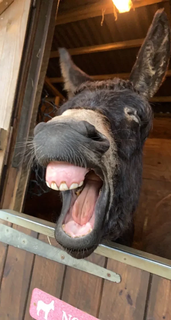 «Уставший ослик» Шарлотты Китчен. (© Charlotte Kitchen/Comedy Pets).