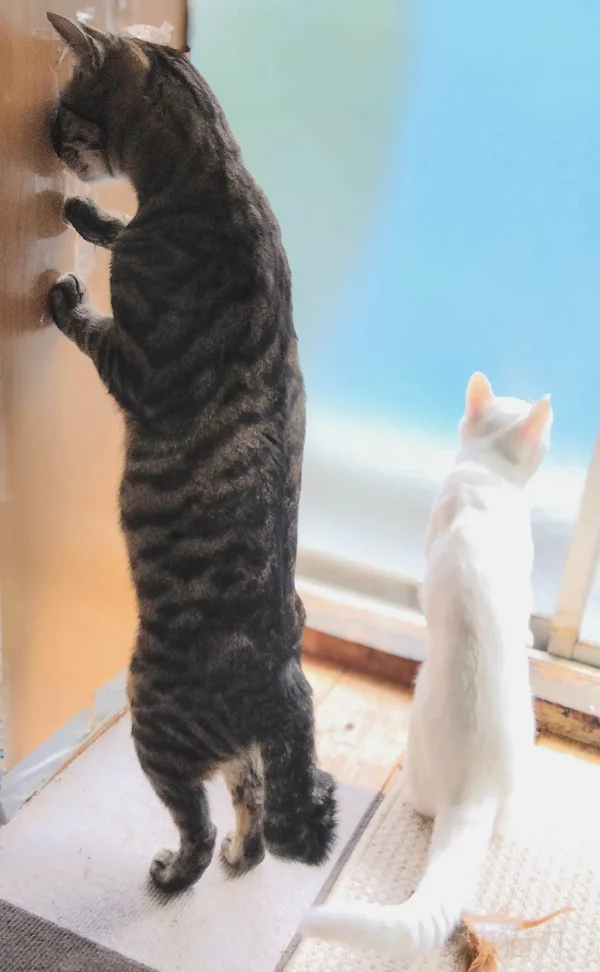 «Ты смотри», Ясуду Абуранекомару. (© Yasudu Aburanekomaru/Comedy Pets)