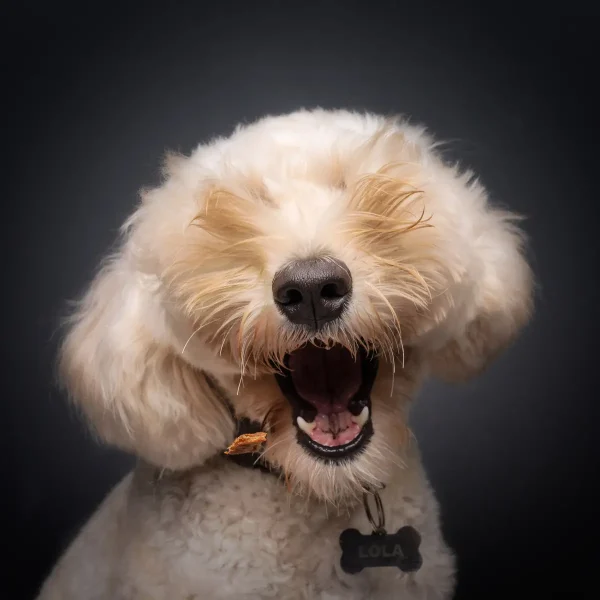 «Ку-ку» (Peek-a-boo), автор Бернард Сим. (© Bernard Sim/Comedy Pets)