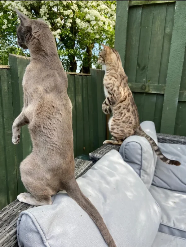 «Любопытные соседи», автор Эмма Бердсмор. (© Emma Beardsmore/Comedy Pets)