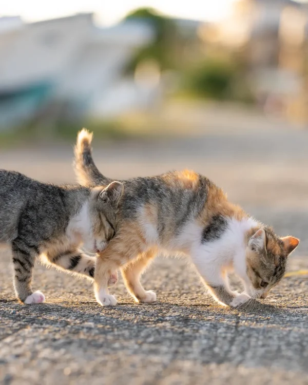 «Котёнок застрял в пробке», автор Томоаки Танто. (© Tomoaki Tanto/Comedy Pets)