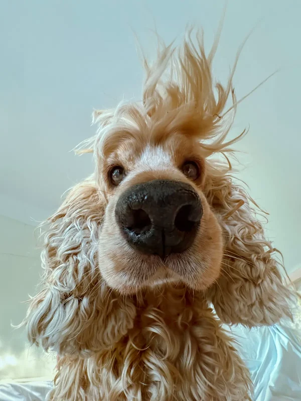 «Пришло время вставать», автор Лок Лю. (© Lock Liu/Comedy Pets)