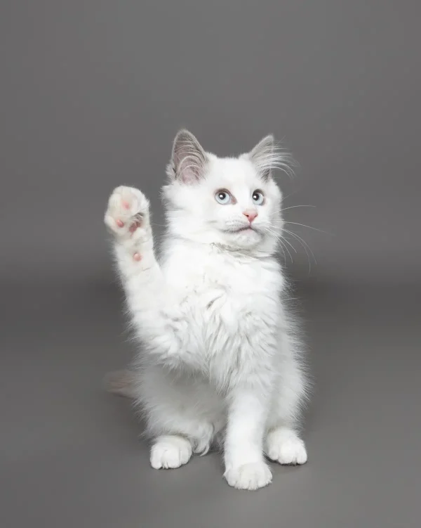 «Извините меня», автор Шанталь Саммонс. (© Chantal Sammons/Comedy Pets)