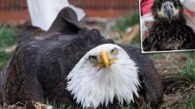 (Courtesy of World Bird Sanctuary)
