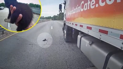 Котёнок был спасён на шоссе во Флориде в мае. (Illustration by The Epoch Times, Courtesy of Alachua Police Department) 
