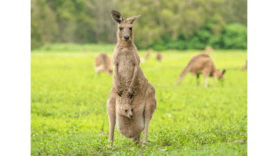 Кенгуру-мать с детёнышем. (Karen Brough via Shutterstock)