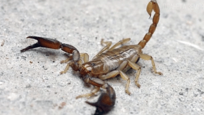 В России в Крыму обитает особый вид скорпиона, который считается эндемиком, он ядовитый. (Скриншот / ganjingworld.com)