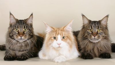 коты