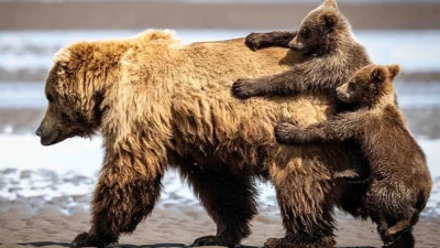 (© Alexander Fine/Nikon Comedy Wildlife Awards.)