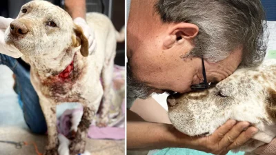 Пончо и Мартинес. (Courtesy of Espanola Humane via Mattie Allen)