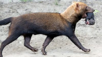 Пресс-служба Московского зоопарка