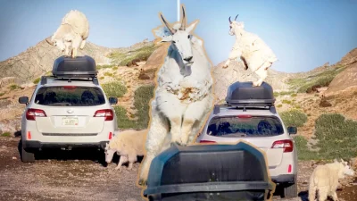 Горные козлы танцуют на Subaru на горе Эванс, штат Колорадо. (Courtesy of Michael Ryno)