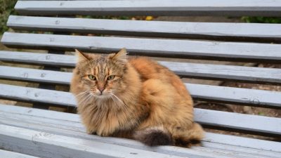 кошка