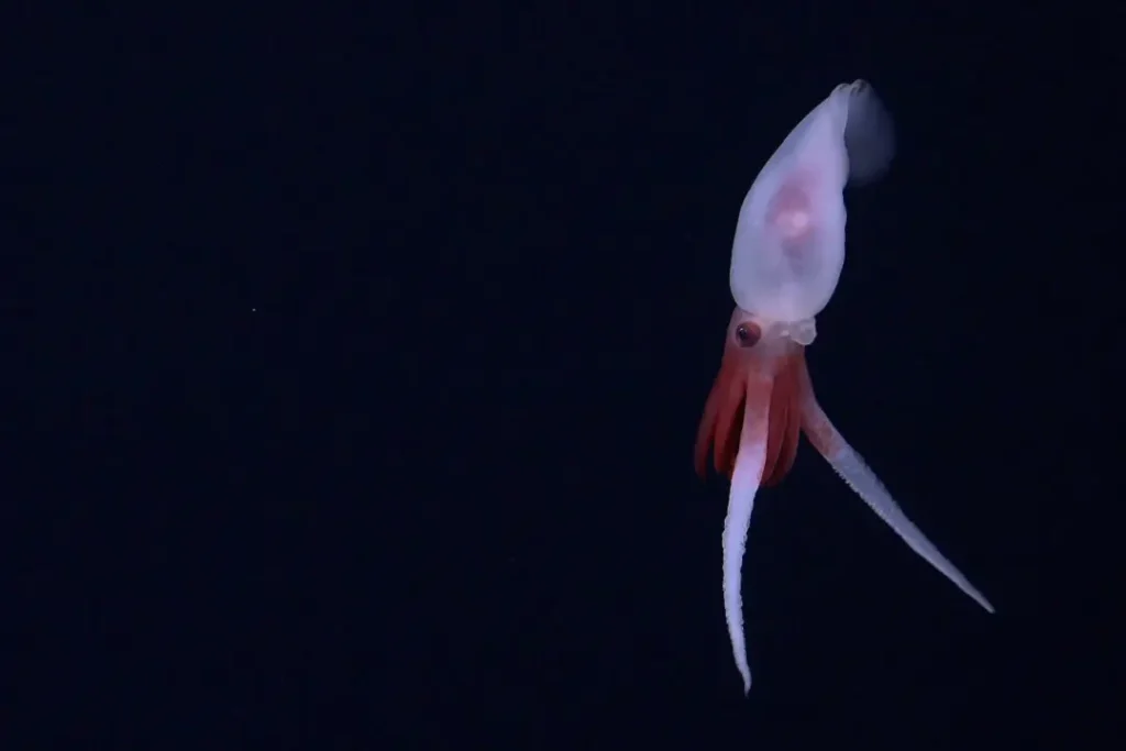 Это первые кадры с живым кальмаром Promachoteuthis. До сих пор род кальмаров был охарактеризован только по мёртвым образцам, найденным в сетях. (ROV SuBastian / Schmidt Ocean Institute