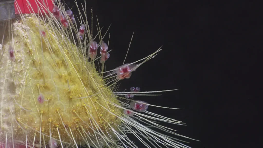 Морской ёж из рода Argopatagus, который считается новым видом. (ROV SuBastian / Schmidt Ocean Institute)