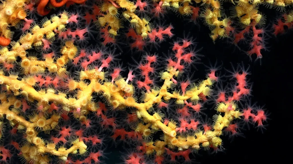 Paragorgia или пузырчатый коралл, покрытый налётом Мидаса (жёлтыеParazoanthidae). (ROV SuBastian / Schmidt Ocean Institute)