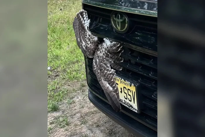 Крылья торчат из решётки радиатора автомобиля Toyota, штат Нью-Йорк. (Courtesy of North Country Wild Care)