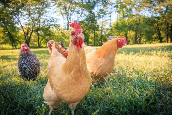 Фермерские яйца более свежие и хранятся дольше, чем яйца из продуктового магазина. (D. Summers/Shutterstock)