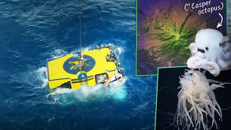(Misha Vallejo Prut / Schmidt Ocean Institute)